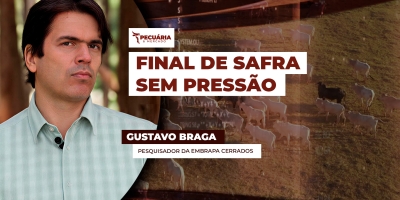 Conheça a BRS Carinás, a primeira cultivar brasileira de Brachiaria decumbens da Embrapa