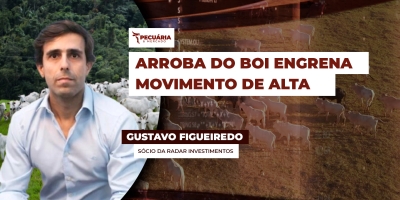 Com boa demanda por carne e oferta limitada de animais, frigoríficos menores em SP já oferecem R$310/@