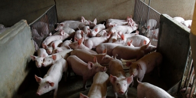 Suinocultura de MT avança com inovação e biosseguridade após missão técnica na Embrapa