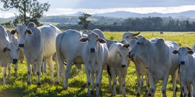 Agrobrazil: Mercado hoje apresenta um cenário misto, com São Paulo e Pará sustentando altas no preço médio