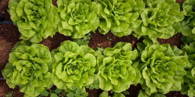 Alface/Cepea: Aquecimento da demanda impulsiona preços na Ceagesp