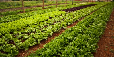 HF Brasil/Cepea: Clima em 2026 deve ser ainda mais desafiador aos HF's