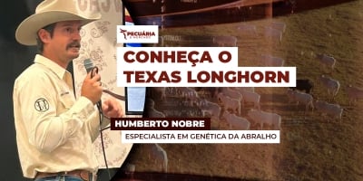 Conheça o Texas Longhorn, raça americana que promete mudanças de conceito