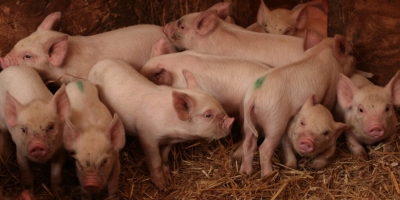 Coreia do Sul identifica DNA da peste suína africana em ração e impõe proibição nacional
