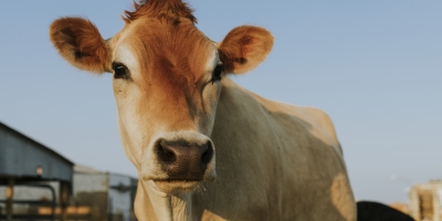 Tecnologia de biometria bovina chega ao Brasil com foco em rastreabilidade e segurança no campo