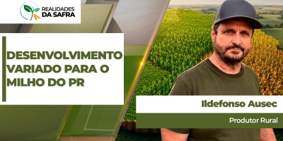 Região de Dr. Camargo/PR apresenta desenvolvimento muito variado para a safra de milho
