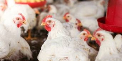 Uso de minerais bi-quelatados na alimentação de frangos de corte reduz problemas de pele, aponta estudo