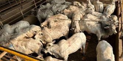 Associações de criadores do Brasil e Bolívia firmam acordo de cooperação para a raça Nelore