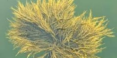 Bioestimulante à base da alga Ascophyllum nodosum é inovação para uma agricultura mais sustentável