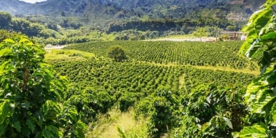 Funcafé 2026/2027: publicado o resultado final do credenciamento das instituições financeiras que irão operar R$ 7,37 bilhões