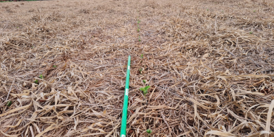 A importância da biodiversidade funcional, por Afonso Peche