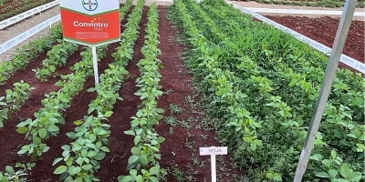 Convintro Duo chega ao mercado como nova ferramenta contra plantas daninhas resistentes