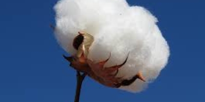 Algodão fecha em alta e encerra segunda-feira com recuperação nos futuros