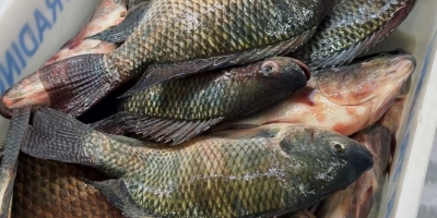 Tilápia a R$ 19,90 esgota em dois dias e mais cinco toneladas chegam para a Quinta-Feira Santa