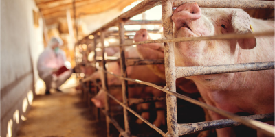 Suinocultura no Reino Unido enfrenta entraves regulatórios e pressão social