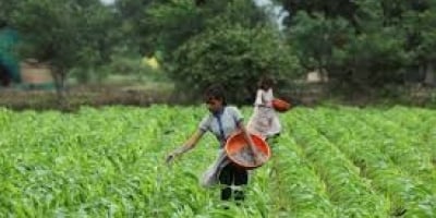 Agricultores na Índia temem que novas usinas de etanol restrinjam acesso a água