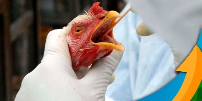 Casos de gripe aviária na Alemanha atingem maior número em três anos