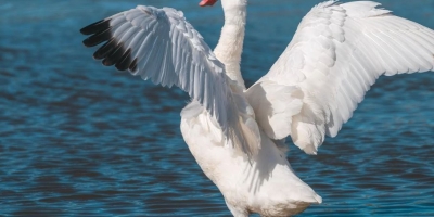 Influenza Aviária é confirmada em aves silvestres no Rio Grande do Sul