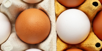 Conselho Americano do Ovo reestrutura estratégia para ampliar demanda global e apoiar produtores