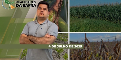 Após grande produção de arroz, preços baixos preocupam produtores