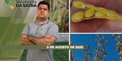Safrinha de milho chegando ao fim com bons resultados em Mato Grosso e Campo Mourão/PR