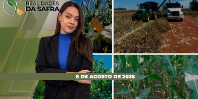 Safra de milho avança no PR e MS, enquanto Nova Mutum prevê alta de custos para a soja 25/26