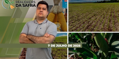 Colheita do milho ganhou mais ritmo em Diamantino/MT e Amambai/MS