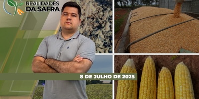 Safra de trigo vai seguir com desafios climáticos no Rio Grande do Sul e aumento da produção do Cerrado passa a ser alternativa