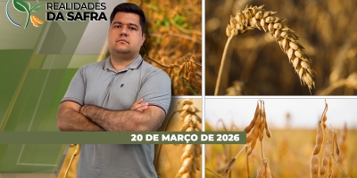 Chuva dificulta colheita da soja em Paracatu/MG e alta pressão de pragas no milho liga o alerta em Maringá/PR