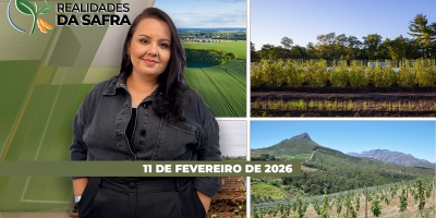 Impacto da falta de diesel no campo, café de olho na safra do BR, controle de daninhas e mais milho verão no RS