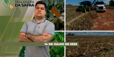 Colheita do milho avança com bons resultados em Rondônia, mas está atrasada e com baixas projeções em Cândido Mota/SP