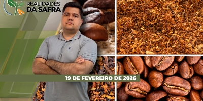 Clima adverso afetou desenvolvimento dos grãos de café em Minas Gerais