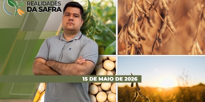 Produção de sementes de soja na segunda safra do Rio Grande do Sul demanda atenção aos processos, mas garante mais qualidade para o produtor