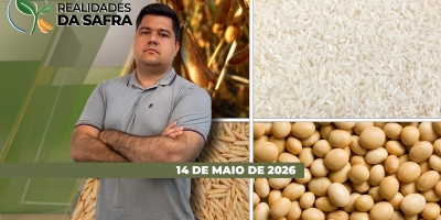 Safra de milho já tem perdas consolidadas em Montividiu/GO, enquanto Torres/RS se preocupa com os preços do arroz