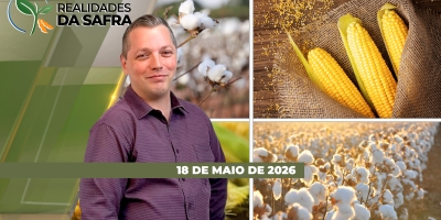 Lavouras de milho e algodão em atenção para momento decisivo de desenvolvimento produtivo