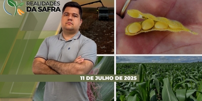 Roraima se prepara para colher uma grande safra de soja e Brasil deve registrar alta na produção da mandioca