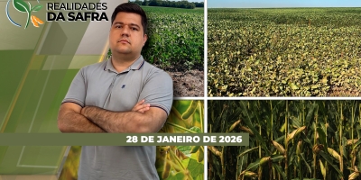 Colheita da soja avança com bons resultados em Campo Novo do Parecis/MT, mas lavouras sofrem com a falta de chuvas em São Borja/RS