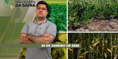 Colheita da soja começa com queda de produtividade em Rondonópolis/MT, mas deve apresentar bons resultados em Madre de Deus de Minas/MG