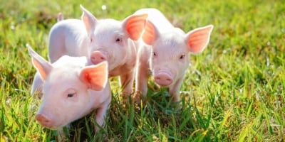 Integração entre C.Vale e Frimesa amplia produção de suínos e leite no Sul do Brasil