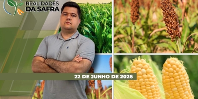 Produtividade do milho deve recuar em Nova Xavantina/MT e lavouras de soja se desenvolvem bem em Roraima