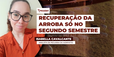Movimento de queda da arroba deve seguir nos próximos meses, mas cenário para o segundo semestre é favorável para os preços