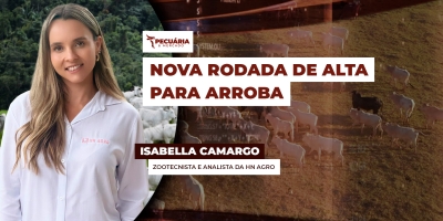 Oferta curta de animais e demanda forte promovem nova rodada de alta na arroba do boi ; SP já negocia a R$320/@