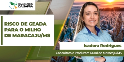 Milho se desenvolve bem em Maracaju/MS, mas risco de geadas em julho preocupam produtores
