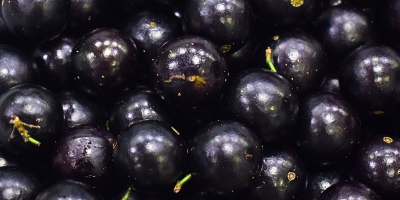 Caindo 51,0% em um mês e 41,8% no ano, jabuticaba é o destaque da semana (14 a 18/09) no atacado da CEAGESP e tem menor preço dos últimos 12 meses
