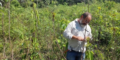 Manejo experimental de combate à praga da mandioca garante Prêmio Samuel Benchimol à Embrapa Amapá