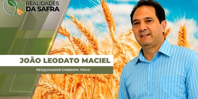 Estudo avalia resistência de cultivares de trigo à brusone