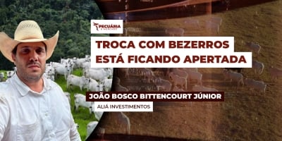 Recente pressão sobre arroba piorou relação de troca com bezerros, mas compra ainda é viável