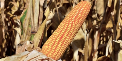 MG593 se consolida entre os híbridos mais produtivos e estáveis do milho brasileiro