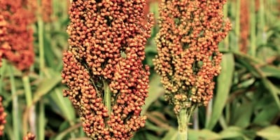 Sorgo ganha espaço no país com menor custo, alta resiliência e demanda crescente