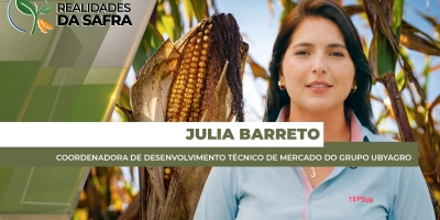 Manejo nutricional correto nas lavouras de milho pode fazer a diferença na fase de enchimento de grãos